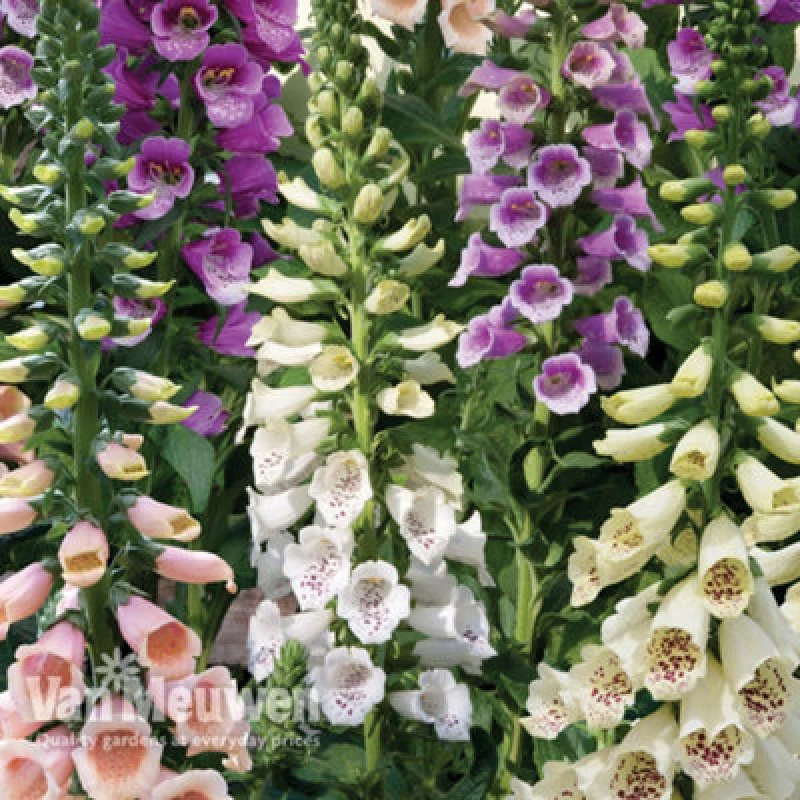 Image of Thompson & Morgan Foxglove Digitalis Dalmatian Mixed 24 Plug Plants