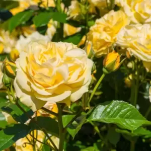 Image of YouGarden Rose 'Sweet Memories'