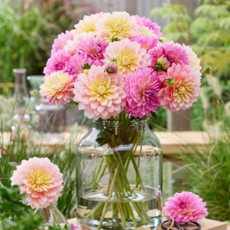 Image of Thompson & Morgan Summer Flowering Dahlia Tropical Sheer Heaven 1 Tuber