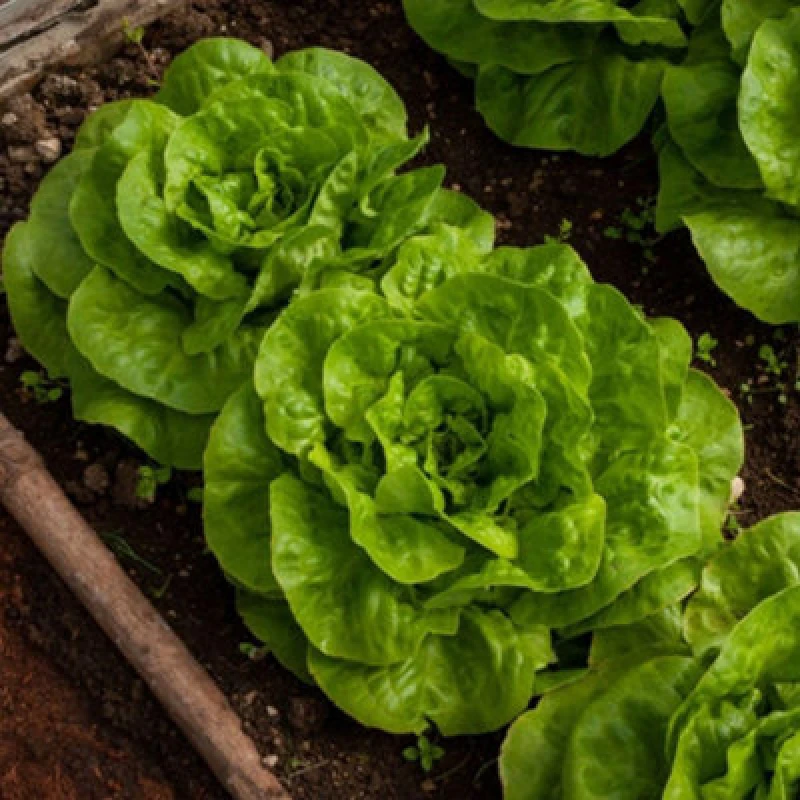 Image of Thompson & Morgan Lettuce Butterhead Brighton 1 Seed Packet