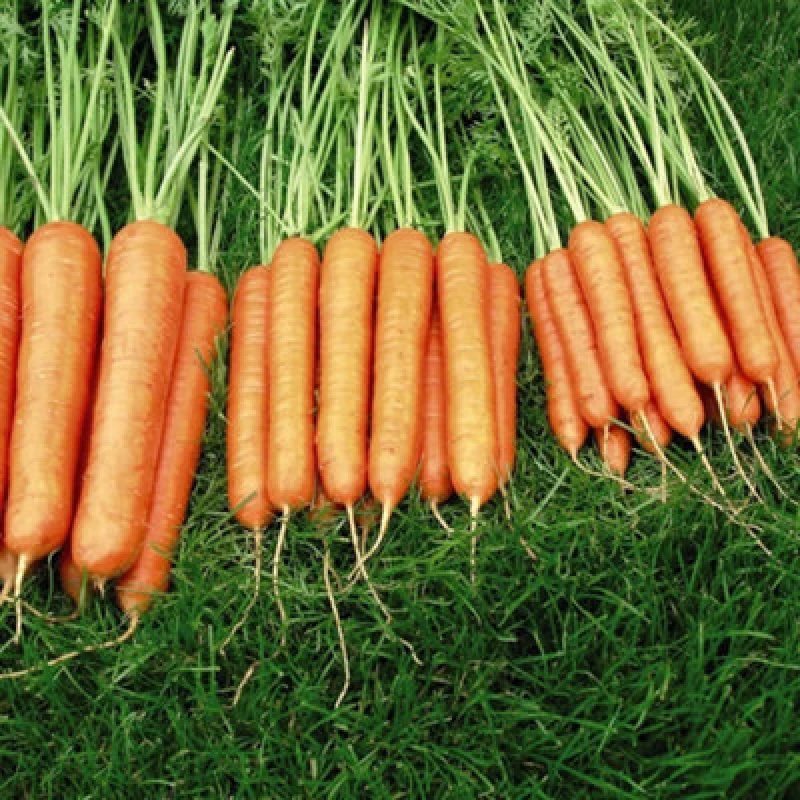 Image of Thompson & Morgan Carrot Sweet Candle F1 Hybrid 1 Seed Packet (250 Seeds)