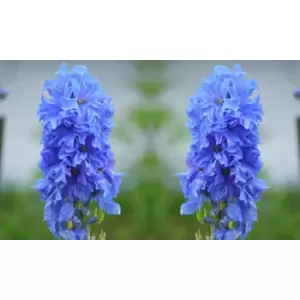Image of Thompson & Morgan Thompson and Morgan Delphinium 'Pacific Hybrids' - 10 plants