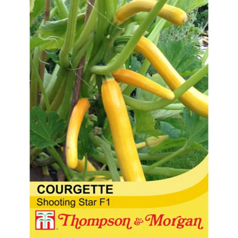 Image of Thompson & Morgan Courgette Shooting Star F1 Hybrid 1 Seed Packet (8 Seeds)