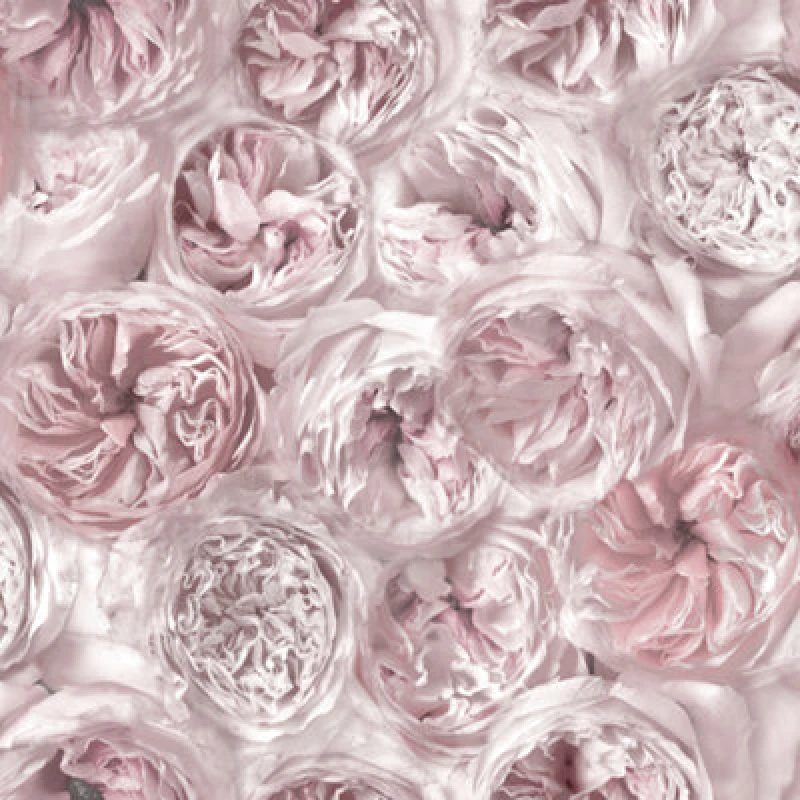 Image of Grandeco Photographic Peony Flower Wall Smooth Wallpaper, Petal Pink