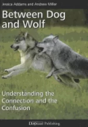 Image of between dog and wolf understanding the connection and the confusion