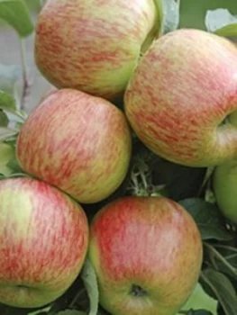 Image of Apple Braeburn Tree 1.3M Bare Root