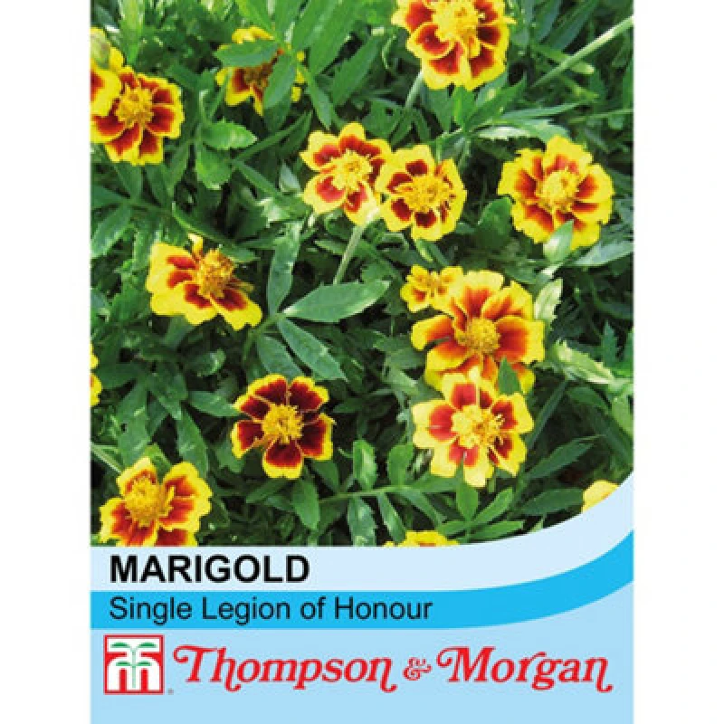 Image of Thompson & Morgan Marigold Single Legion Of Honour 1 Packet (100 Seeds)