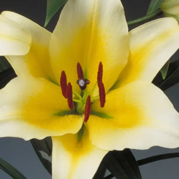 Image of Yougarden Skyscraper Lily 'Manissa' x 5 Bulbs