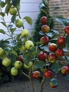 Image of Duo Apple Tree - 2 Varieties On One Tree 1.4M