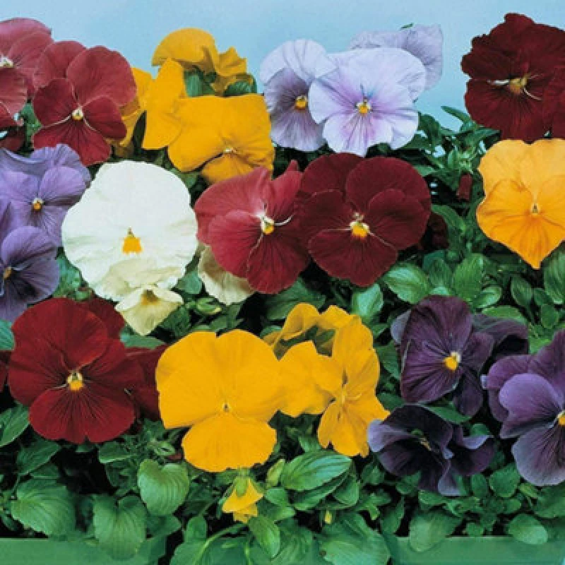 Image of Thompson & Morgan Pansy Clear Crystal Mixed 1 Seed Packet