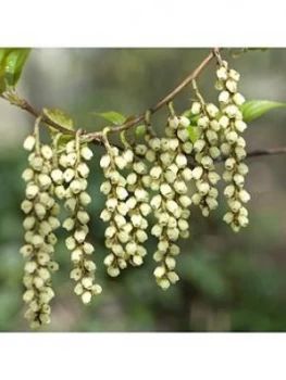 Image of Stachyrus Praecox 3L