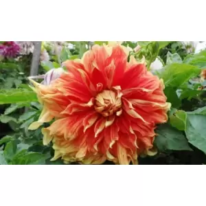 Image of Thompson & Morgan Thompson and Morgan Dahlia Dinner Plate Akita 1 Tuber