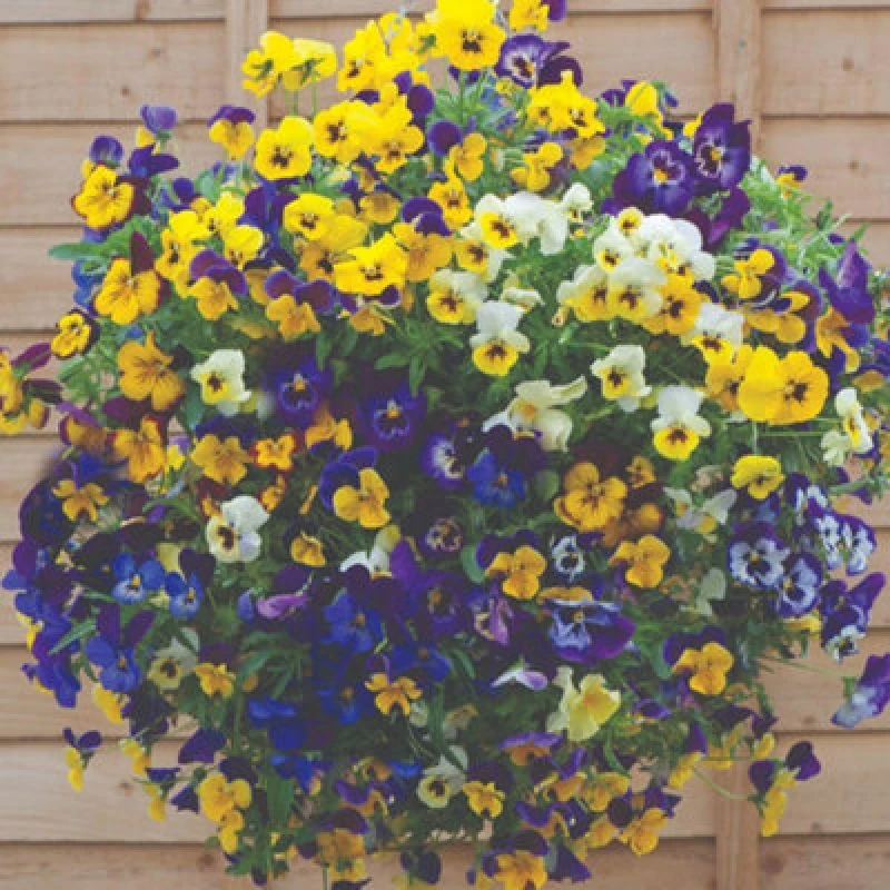 Image of Viola Waterfall Mixed Trailing Pansy Seeds Hanging Basket Plants 1 Packet X 40 Seeds By Thompson & Morgan