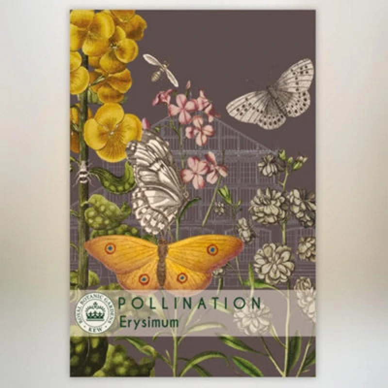 Image of Thompson & Morgan Erysimum Promo New Kew Range 1 Packet (400 Seeds)