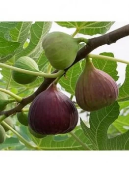 Image of Fig Tree 'Brown Turkey' Standard Form 1.2-1.4M Tall
