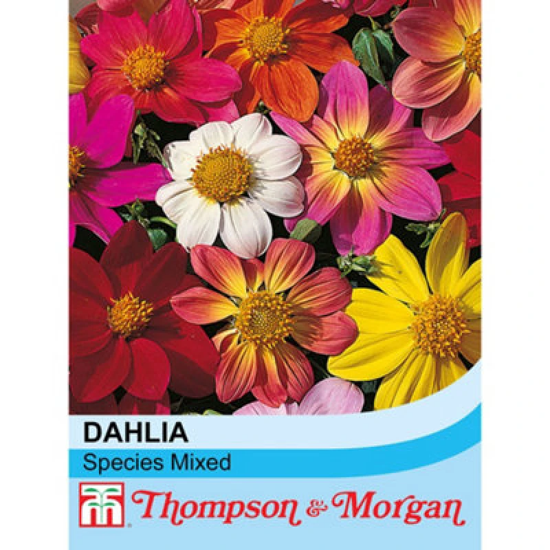 Image of Thompson & Morgan Dahlia Coccinea Species Mixed 1 Seed Packet (25 Seeds)