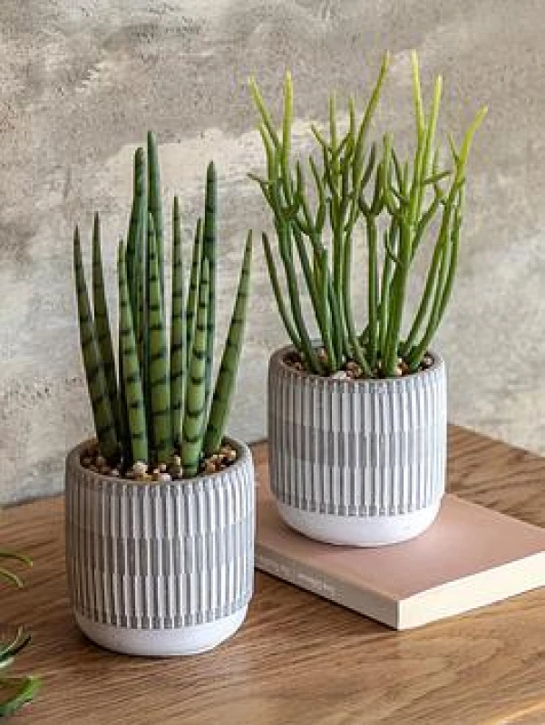 Image of Crossland Grove Small Succulents Ceramic Pots Set of 2, Multi 5056693592150