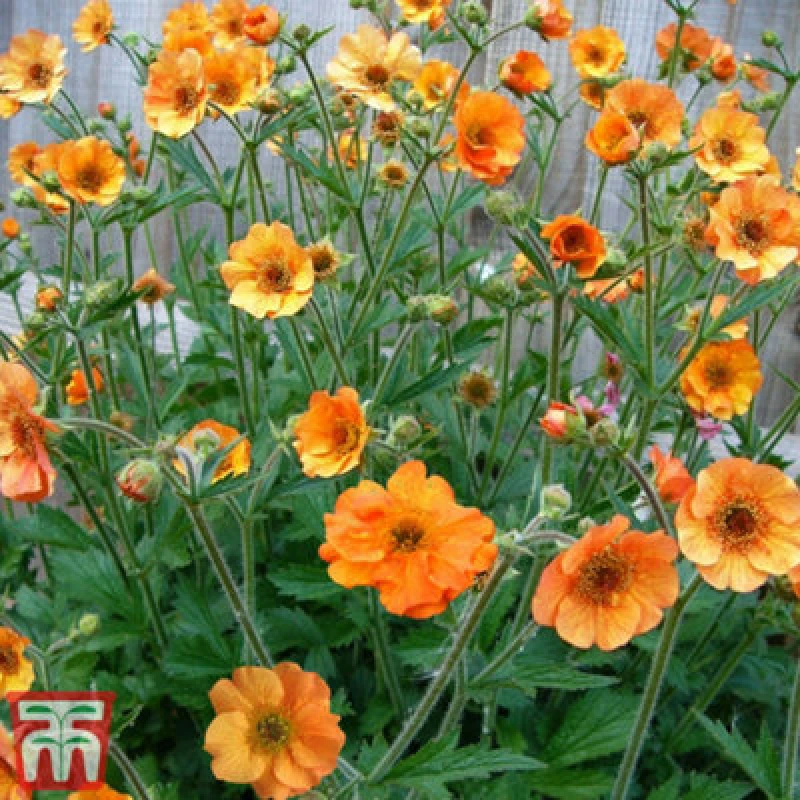 Image of Thompson & Morgan Geum Totally Tangerine 2 Litre Potted Plant X 1