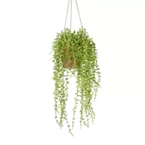 Image of Crossland Grove Hanging Senecio W/ Earthenware Style Pot