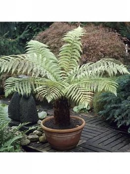 Image of Dicksonia Antartica Tree Fern - Potted 20Cm