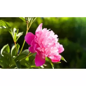 Image of Thompson & Morgan Thompson and Morgan Peony Trio Collection - 3 Plants