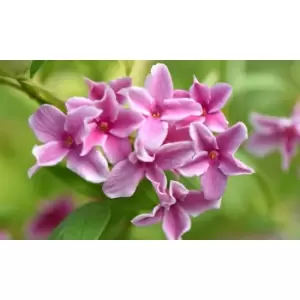 Image of Thompson & Morgan Thompson and Morgan Jasmine STARRY STARRY SUMMER SCENT 9cm - 3 plant
