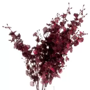 Image of Deep Burgundy Orchid Spray