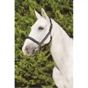 Image of Kincade Deluxe Webbed Headcollar with Leather Crown - Blue