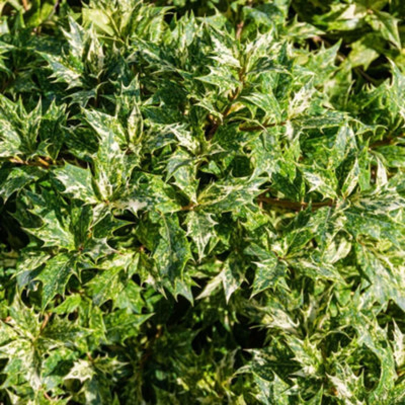 Image of Thompson & Morgan Osmanthus Heterophyllus Goshiki 3 Litre Potted Plant X 1