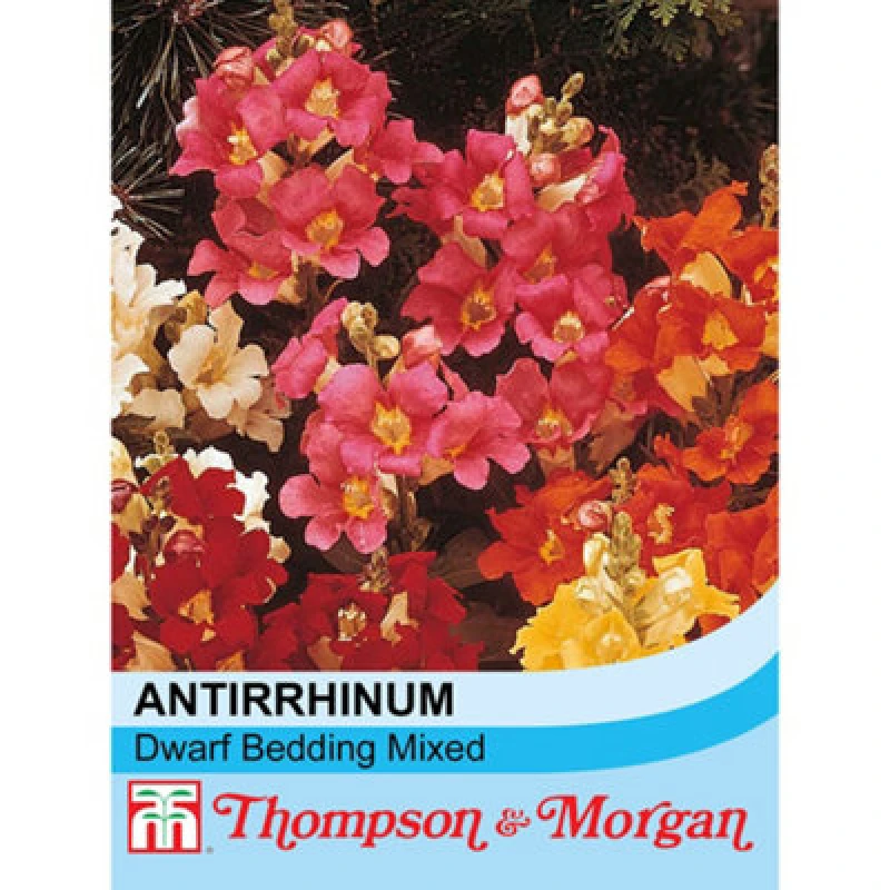 Image of Thompson & Morgan Antirrhinum Nanum Dwarf Bedding Mixed 1 Seed Packet (3000 Seeds)