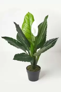 Image of White Peace Lily in Pot, 90cm Tall