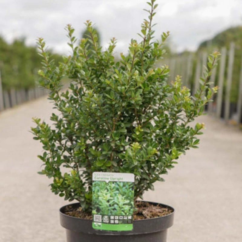 Image of Thompson & Morgan Ilex (Holly) Crenata Caroline Upright 3 Litre Potted Plant X 1