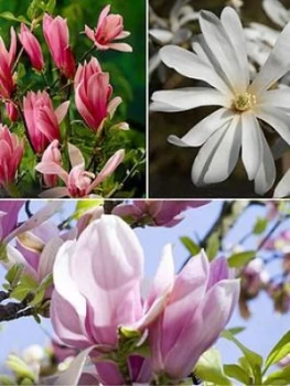 Image of Magnolia Set Of 3