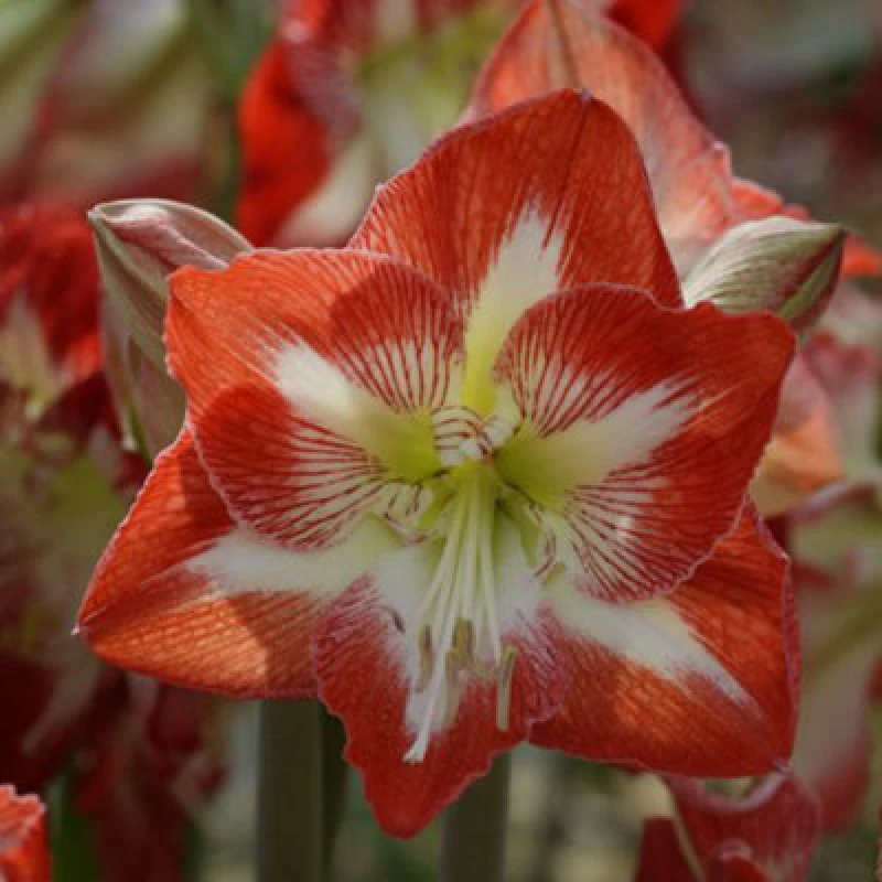 Image of Thompson & Morgan Amaryllis Minerva 1 Bulb (Size 22/24)