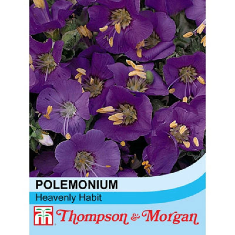 Image of Thompson & Morgan Polemonium Boreale Heavenly Habit 1 Seed Packet (20 Seeds)
