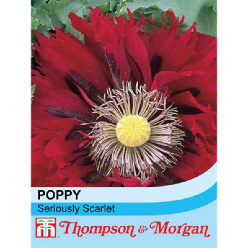 Image of Thompson & Morgan Poppy Seriously Scarlet 1 Seed Packet (100 Seeds)