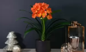 Image of Tropical Clivia Miniata Plant
