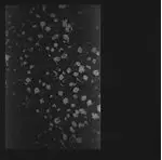 Image of Motorama - Poverty (Music CD)