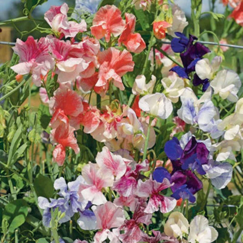 Image of Thompson & Morgan Sweet Pea True Fragrance 1 Seed Packet (25 Seeds)