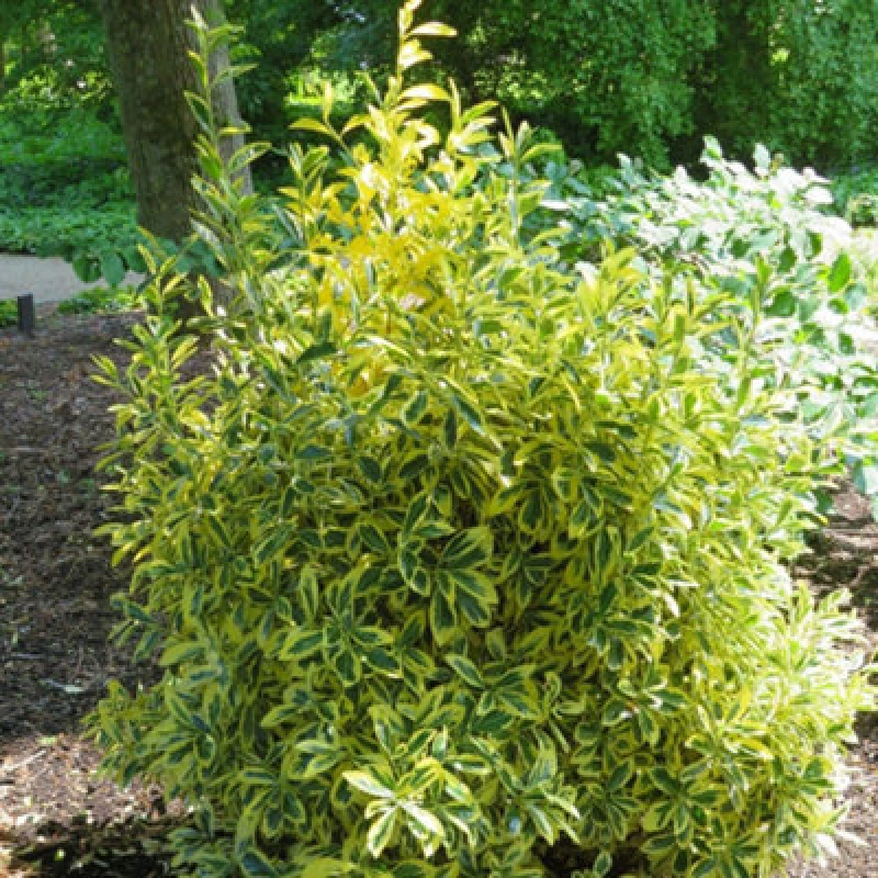 Image of Thompson & Morgan Euonymus Japonicus Albomarginatus 9Cm Potted Plant X 2