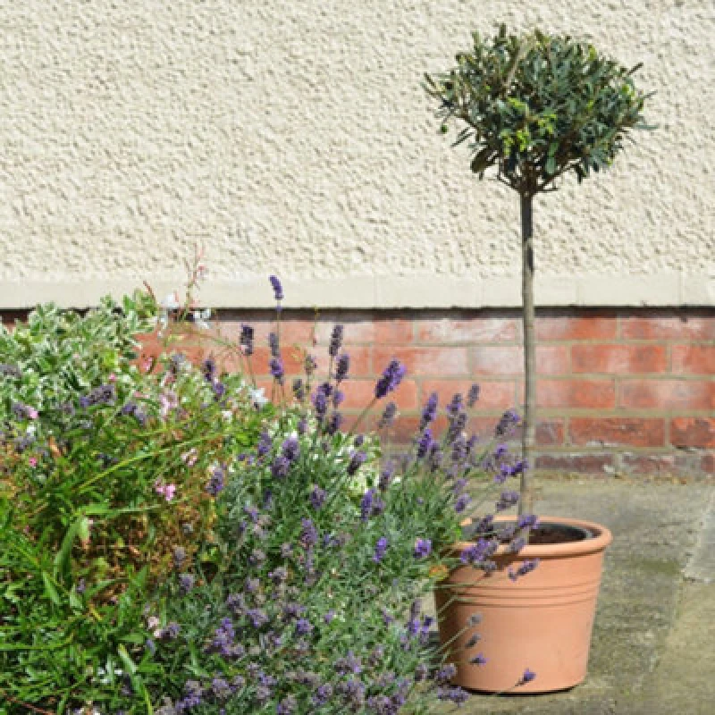 Image of Thompson & Morgan Olea (Olive) Europaea Std 18Cm Potted Plant X 2 + Grey Planter X 2