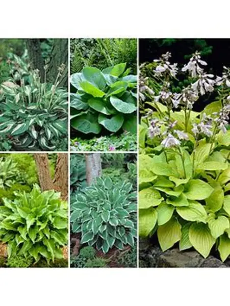 Image of YouGarden Hosta Collection (5 x Bare Roots) - Size 5 x Bare R