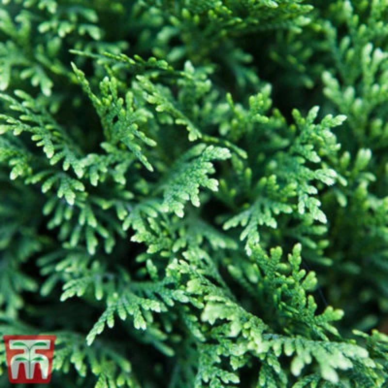 Image of Thompson & Morgan Thuja Plicata Can Can 9Cm Pot X 1