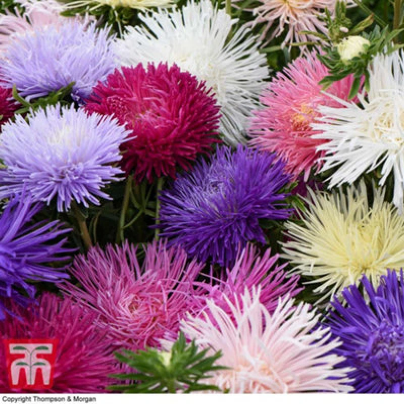 Image of Thompson & Morgan Aster Starlight Mixed 1 Seed Packet (150 Seeds)