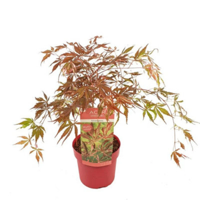 Image of Thompson & Morgan Acer Palmatum Extravaganza 3 Litre Potted Plant X 1