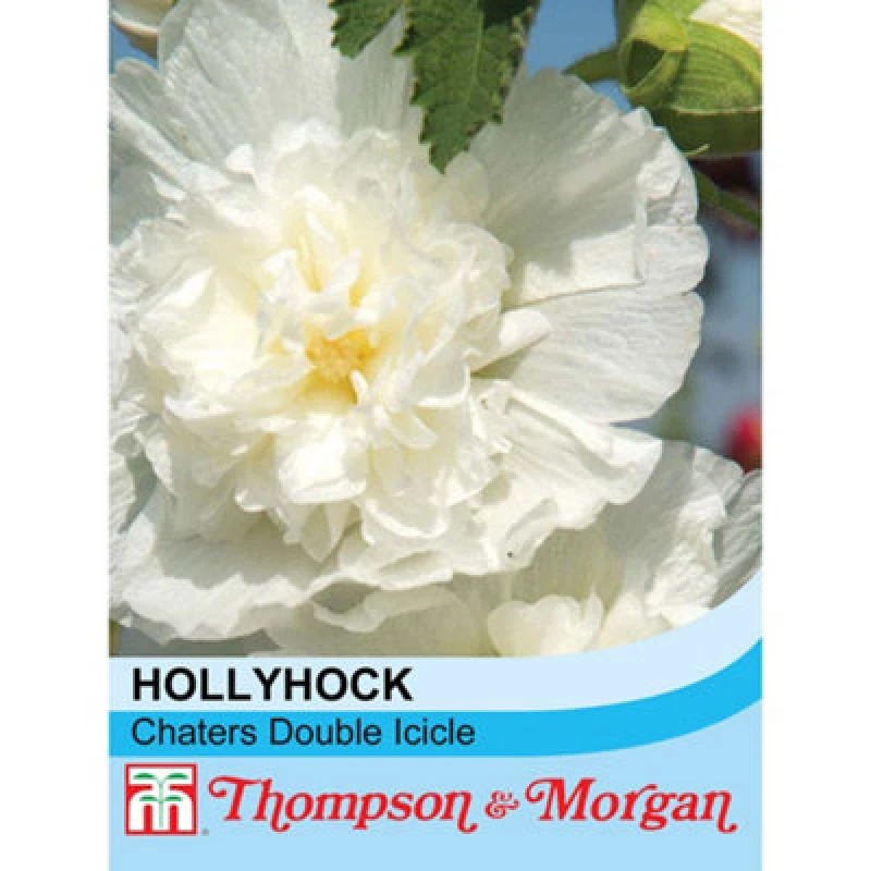 Image of Thompson & Morgan Hollyhock Chaters Double Icicle 1 Seed Packet (100 Seeds)