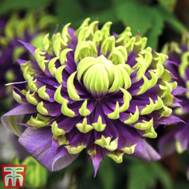 Image of Thompson & Morgan Clematis Taiga 9Cm Potted Plant X 1