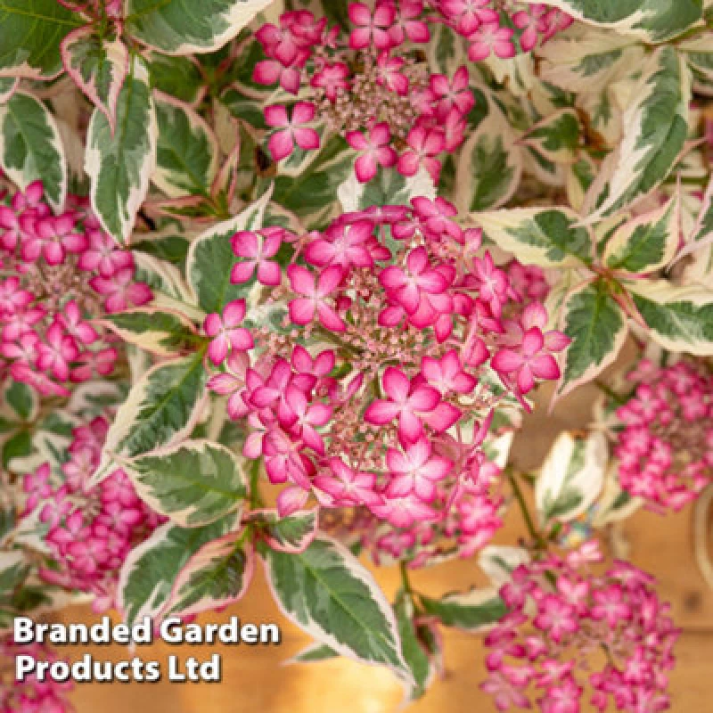 Image of Thompson & Morgan Hydrangea Serrata Euphoria Pink 3 Litre Potted Plant X 1