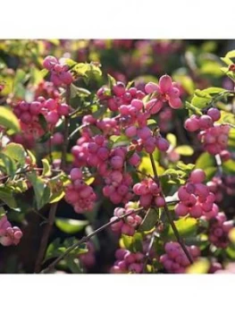 Image of You Garden Symphoricarpos D. 'Magical Candy' 3L
