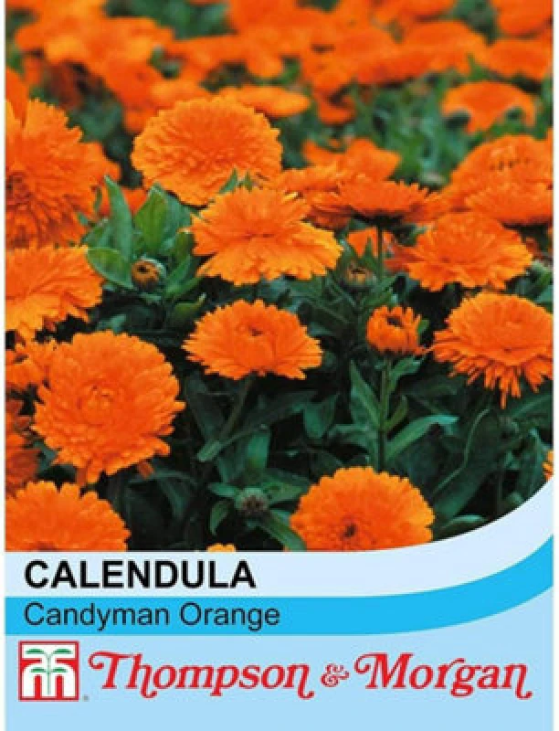 Image of Thompson & Morgan Calendula Candyman Orange 1 Packet (100 Seeds)